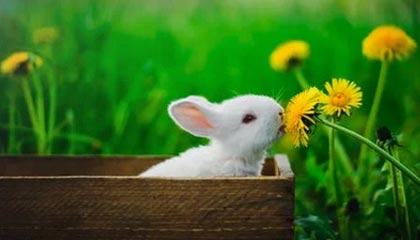 体育赛事-美国队世界杯名单陆续公布中 莺歌3J领衔星光暗淡